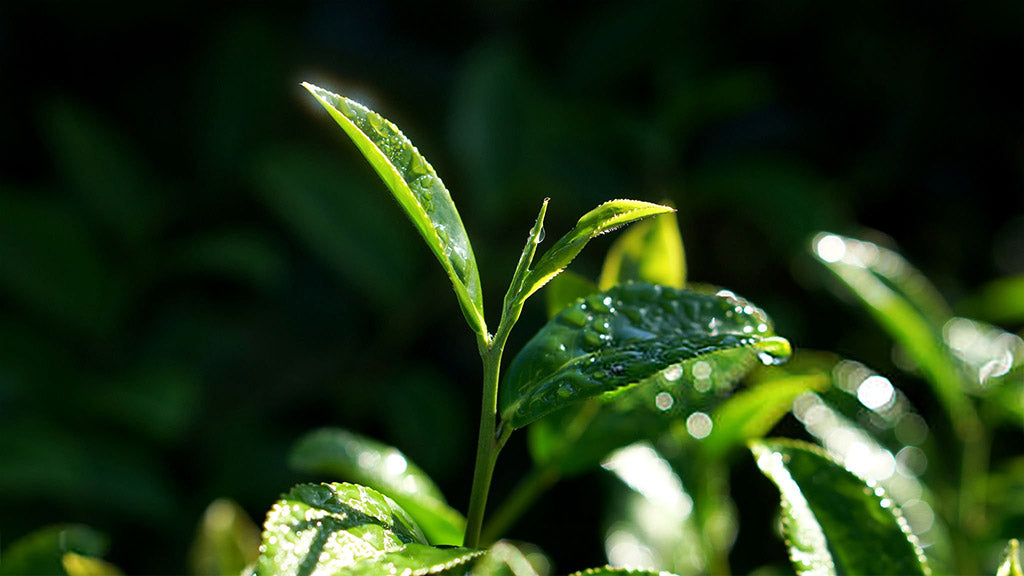 Why Kagoshima Matcha Deserves Your Attention