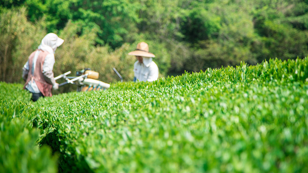 How Matcha Is Made — The YUZUKI Approach