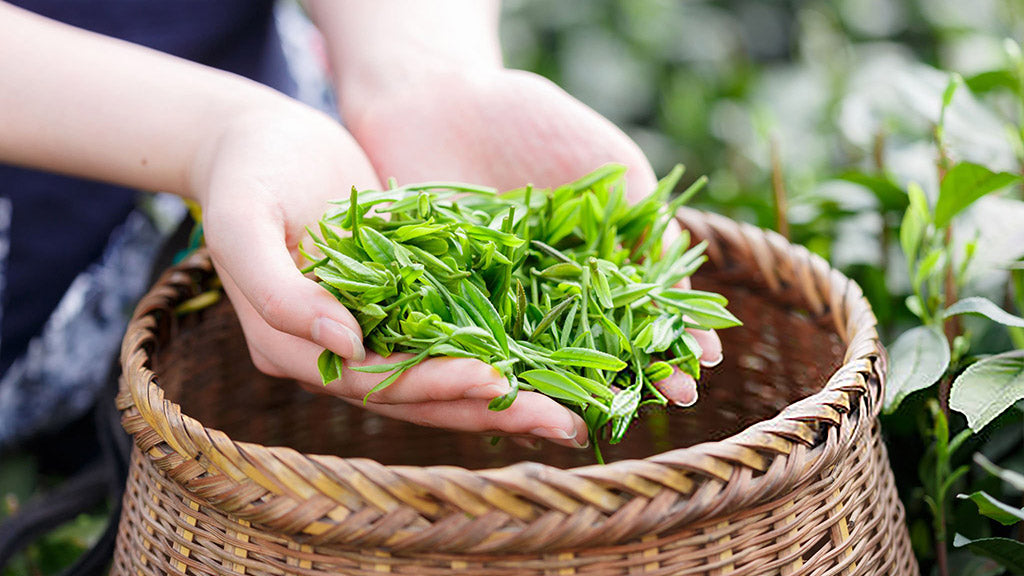 The First Harvest and Its Role in Matcha Flavor