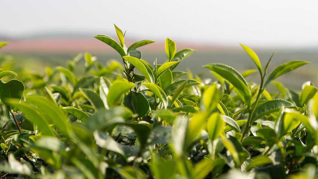 Tea Cultivars: When Names Matter—and When They Don’t